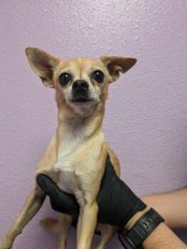 61760789 -  Chihuahua and Mixed Breed Dog for Adoption in El Paso, Texas - 61760789 | PetCurious