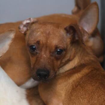 A813438 -  Chihuahua Dog for Adoption in San Antonio, Texas - A813438 | PetCurious