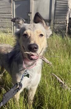 Annie -  Collie and German Shepherd Dog Dog for Adoption in Los Angeles, California - Annie | PetCurious