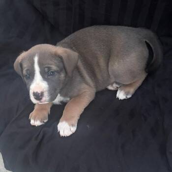 Puppy girl 1_2_2 -  English Bulldog and Australian Shepherd Dog for Adoption in West Richland, Washington - Puppy Girl 1_2_2 | PetCurious