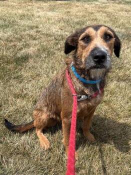 JACK -  Airedale Terrier and Mixed Breed Dog for Adoption in Dayton, Ohio - JACK | PetCurious