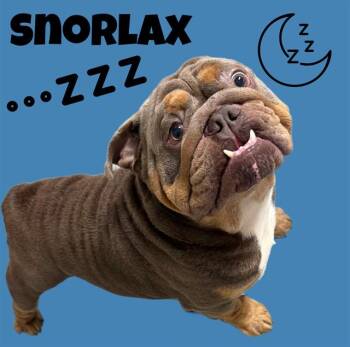 SNORLAX -  English Bulldog and Mixed Breed Dog for Adoption in Sarasota, Florida - SNORLAX | PetCurious