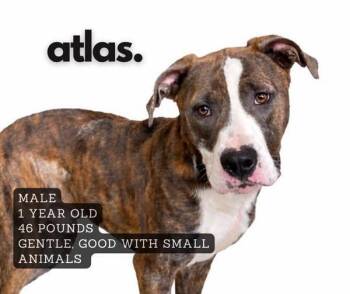 Affenpinscher Dogs Available for Adoption - Atlas | PetCurious