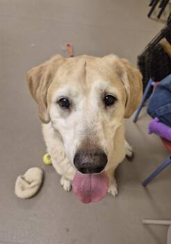 Olly -  Labrador Retriever Dog for Adoption in Warrington, Pennsylvania - Olly | PetCurious