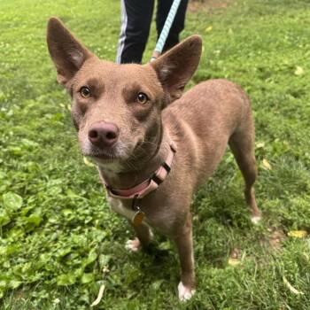 Skye -  Mixed Breed Dog for Adoption in Saint Charles, Missouri - Skye | PetCurious