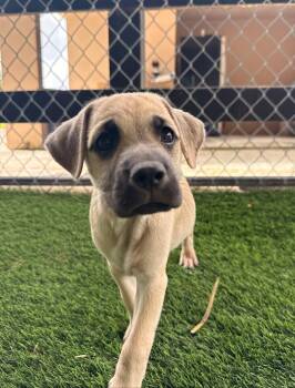 Jude -  Mixed Breed Dog for Adoption in New York, New York - Jude | PetCurious
