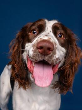 Cowboy -  English Springer Spaniel Dog for Adoption in Palo Alto, California - Cowboy | PetCurious