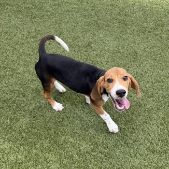 YRF5 Aka Dr. Pepper 7652 -  Beagle Dog for Adoption in Loxahatchee Groves, Florida - YRF5 Aka Dr. Pepper 7652 | PetCurious