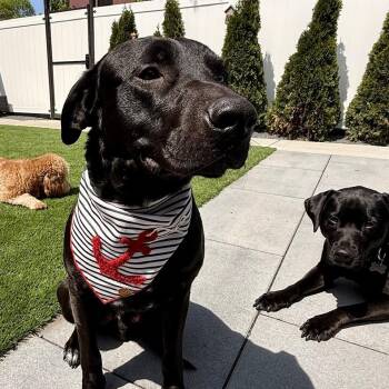 Labrador Retriever Dogs Available for Adoption in Chicago, Illinois - Scooby | PetCurious