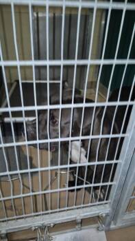 WOLFGANG PUCK -  Pit Bull Terrier Dog for Adoption in Texas City, Texas - WOLFGANG PUCK | PetCurious