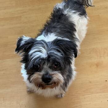 Sissy and Flash -  Shih Tzu Dog for Adoption in Washington, Pennsylvania - Sissy And Flash | PetCurious