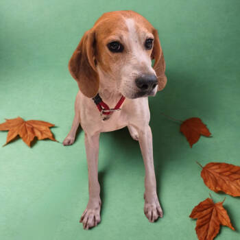 Rescue Beagle Dogs for Adoption in Lake Panasoffkee, Florida - Oakley | PetCurious