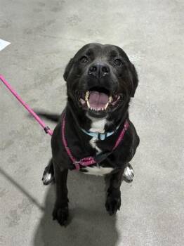 SHADOW -  Labrador Retriever and Mixed Breed Dog Available for Adoption - SHADOW | PetCurious