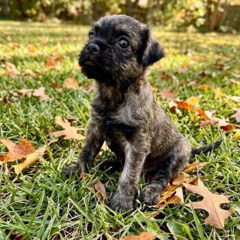 Loretta -  Chug and Poodle Dog for Adoption in Rockwall, Texas - Loretta | PetCurious