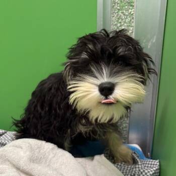 Sandy -  Schnauzer Dog for Adoption in Calverton, New York - Sandy | PetCurious