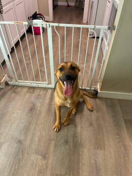 Piper -  German Shepherd Dog Dog for Adoption - Piper | PetCurious