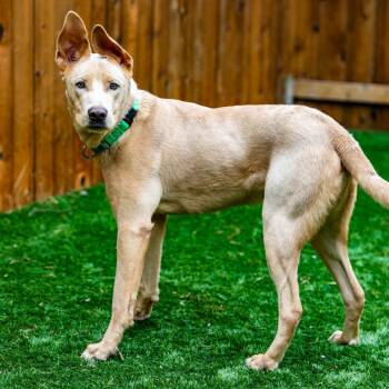 Labrador Retriever Dogs Available for Adoption in Naperville, Illinois - Welter | PetCurious
