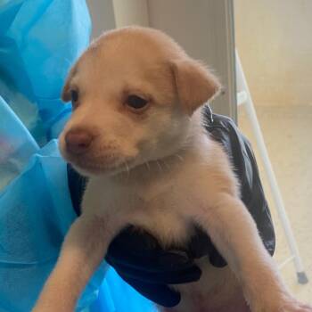 ISAIAS 3405 -  Terrier and Mixed Breed Dog for Adoption in Loxahatchee Groves, Florida - ISAIAS 3405 | PetCurious
