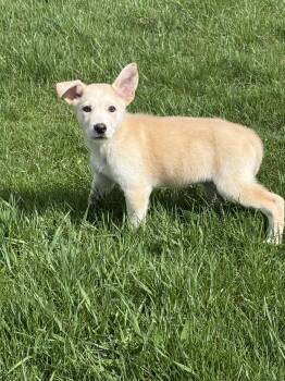 German Shepherd Dog Dogs Available for Adoption in Iron Ridge, Wisconsin - Douglas | PetCurious