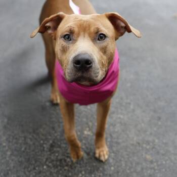 American Staffordshire Terrier Dogs Available for Adoption in San Antonio, Texas - MAGGIE | PetCurious