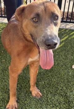 Rescue German Shepherd Dog and Labrador Retriever Dogs for Adoption in Baytown, Texas - SAWYER | PetCurious