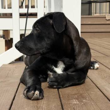 Pit Bull Terrier Dogs Available for Adoption - Maddie | PetCurious