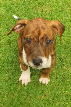 Rescue Hound and Terrier Dogs for Adoption in Carrollton, Virginia - Luna | PetCurious