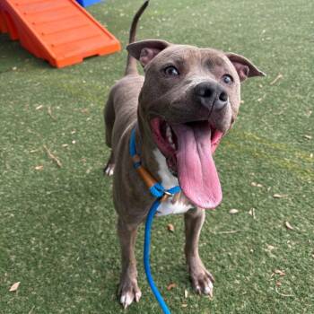 Pit Bull Terrier Dogs Available for Adoption - Odin | PetCurious