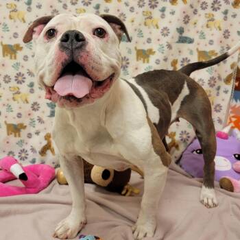 Bulldog Dogs Available for Adoption in Alpine, Texas - Hilda Marie | PetCurious
