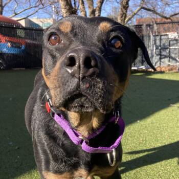 Mixed Breed Dogs Available for Adoption - Precious | PetCurious