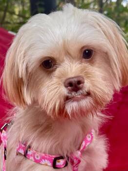 Rescue Brussels Griffon and Maltese Dogs for Adoption - Popsicle | PetCurious