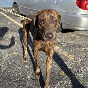 Debbie -  Doberman Pinscher Dog for Adoption in Northbrook, Illinois - Debbie | PetCurious