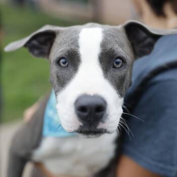 SPRINKLE -  American Staffordshire Terrier Dog for Adoption in San Antonio, Texas - SPRINKLE | PetCurious