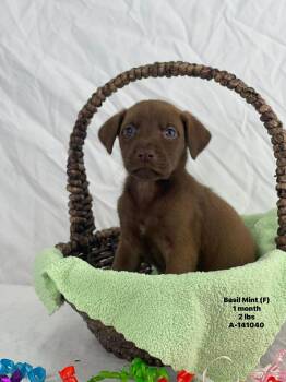 Labrador Retriever and Catahoula Leopard Dog Dogs Available for Adoption - Basil The Lab Mix Puppy! | PetCurious
