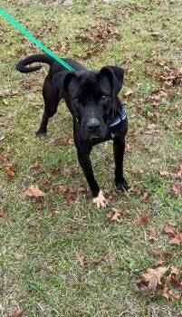 Pit Bull Terrier Dogs Available for Adoption in Rockaway, New Jersey - Dice Louisiana | PetCurious