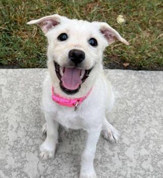 Rescue Terrier and Labrador Retriever Dogs for Adoption in Denver, Colorado - Lucy | PetCurious