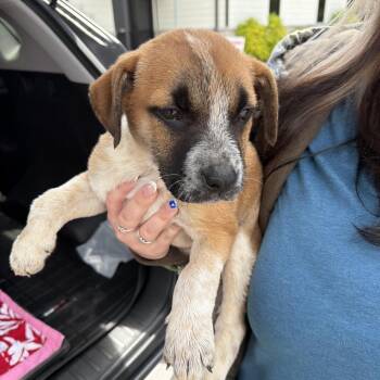 Terrier and Mixed Breed Dogs Available for Adoption in Marshall, Texas - Azalea | PetCurious