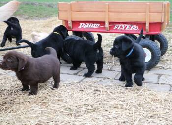 Rescue Labrador Retriever and Labradoodle and Black Labrador Retriever and Chocolate Labrador Retriever and Yellow Labrador Retriever Dogs for Adoption in Miami Beach, Florida - Tinsel | PetCurious