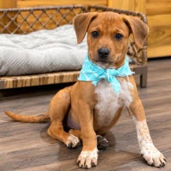 Finn The Fortune Cookie -  Pit Bull Terrier and Catahoula Leopard Dog Dog for Adoption in Friendswood, Texas - Finn The Fortune Cookie | PetCurious