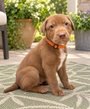 Charlie -  Chocolate Labrador Retriever Dog for Adoption in Crosby, Texas - Charlie | PetCurious