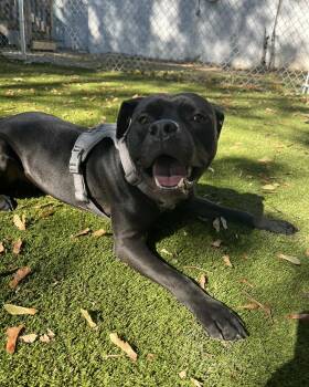 Rescue American Bully Dogs for Adoption in Bloomfield, New Jersey - Winnie | PetCurious