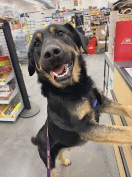 German Shepherd Dog Dogs Available for Adoption in Sprakers, New York - Jonah | PetCurious