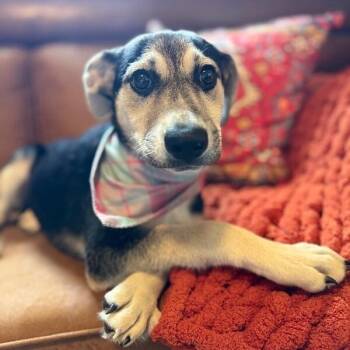 Labrador Retriever and Beagle Dogs Available for Adoption in Friendswood, Texas -  April BEST FRIENDS | PetCurious