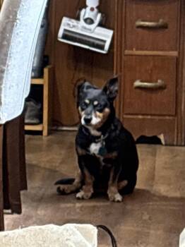 Jaxon -  Dachshund and Chihuahua Dog for Adoption in Irwin, Pennsylvania - Jaxon | PetCurious