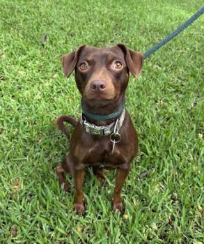 Terrier and Mixed Breed Dogs Available for Adoption - Petal | PetCurious