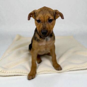 Terrier Dogs Available for Adoption - Fig | PetCurious