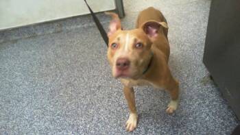 PRADA -  Pit Bull Terrier Dog for Adoption in Charlotte, North Carolina - PRADA | PetCurious