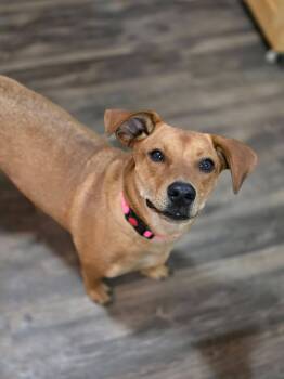 Dachshund Dogs Available for Adoption in New London, Wisconsin - Sophie | PetCurious