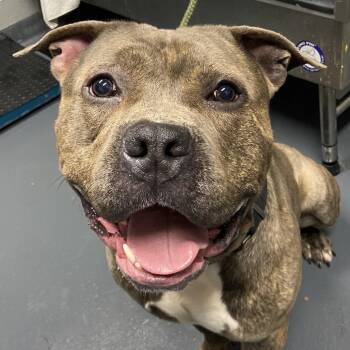 Mixed Breed Dogs Available for Adoption in Allentown, Pennsylvania - Little Bear | PetCurious
