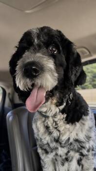 Newfoundland Dog and Poodle Dogs Available for Adoption in Ledyard, Connecticut - Rascal | PetCurious